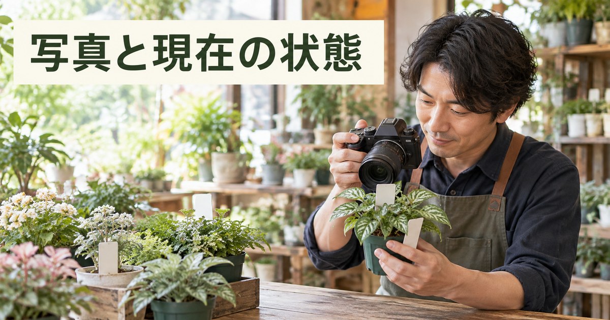 現品の写真と現在の状態を確認する園芸店の撮影イメージ
